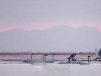 青海湖数百只大天鹅遭无人机拍摄惊扰