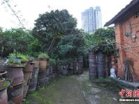 南宁百年古老制陶村被高楼包围