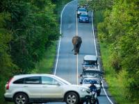 泰国大象公路上散步1小时 致交通中断