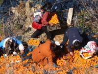 拉桔子大货车高速路侧翻 引村民开车哄抢