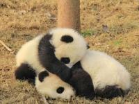成都双胞胎熊猫成联合国开发计划署形象大使