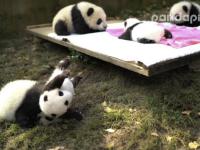 成都双胞胎熊猫成联合国开发计划署形象大使