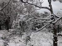 广州60多年来首次飘起鹅毛大雪