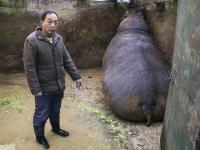 盐城动物园供暖跟不上 河马怕冷憋墙角拒下水