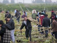 大风刮倒10亩甘蔗无人要 5元贱卖一天秒光