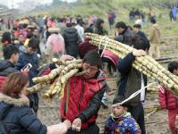 大风刮倒10亩甘蔗无人要 5元贱卖一天秒光