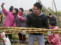 大风刮倒10亩甘蔗无人要 5元贱卖一天秒光