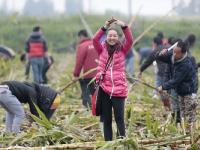 大风刮倒10亩甘蔗无人要 5元贱卖一天秒光