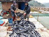 寒潮导致广西近300万斤鱼被冻死