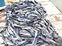 寒潮导致广西近300万斤鱼被冻死