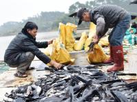 寒潮导致广西近300万斤鱼被冻死