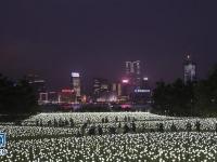 香港25000朵玫瑰灯点亮维港 营造情人节氛围