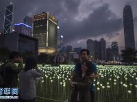 香港25000朵玫瑰灯点亮维港 营造情人节氛围