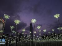 香港25000朵玫瑰灯点亮维港 营造情人节氛围