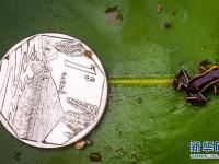 古巴珍稀山蛙体长不足1厘米 数量极为稀少
