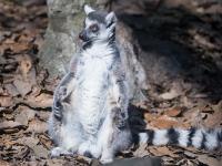 组图：杭州呆萌环尾狐猴摆POSE晒太阳萌翻全场 
