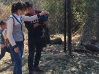游客强行拔毛施虐致云南动物园两只孔雀死亡