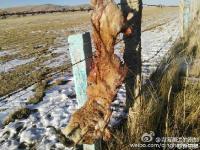 青海湖7只普氏原羚死于围栏 因被刺丝挂住