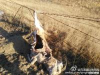 青海湖7只普氏原羚死于围栏 因被刺丝挂住