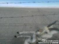 青海湖7只普氏原羚死于围栏 因被刺丝挂住