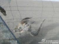 青海湖7只普氏原羚死于围栏 因被刺丝挂住