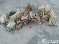 青海湖7只普氏原羚死于围栏 因被刺丝挂住