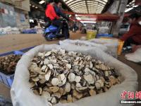 玛卡价格上万如今卖出白菜价 每公斤最低7元