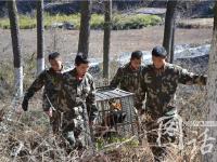 四川森林武警巡山救起冻昏的小熊猫 放归自然