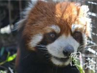 四川森林武警巡山救起冻昏的小熊猫 放归自然