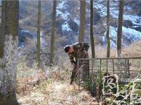 四川森林武警巡山救起冻昏的小熊猫 放归自然