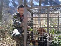四川森林武警巡山救起冻昏的小熊猫 放归自然