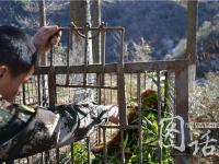 四川森林武警巡山救起冻昏的小熊猫 放归自然