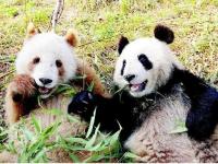 全球唯一棕色大熊猫“七仔”在陕西安然越冬