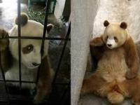 全球唯一棕色大熊猫“七仔”在陕西安然越冬