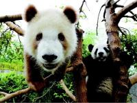 全球唯一棕色大熊猫“七仔”在陕西安然越冬