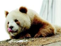 全球唯一棕色大熊猫“七仔”在陕西安然越冬