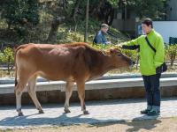 香港景区散养数头牛 与游客合影温顺可爱