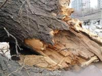 北京多棵百年古树因拆迁遭严重损毁
