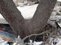 北京多棵百年古树因拆迁遭严重损毁