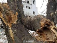 北京多棵百年古树因拆迁遭严重损毁