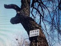 北京多棵百年古树因拆迁遭严重损毁