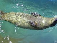 河北秦皇岛海豹卖萌迎国际海豹日 憨态可掬