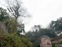 乐山大佛287岁古树或被砍 退休老人呼吁留树