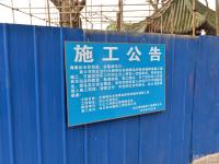 乐山大佛287岁古树或被砍 退休老人呼吁留树