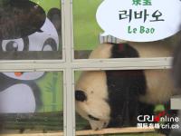中国大熊猫