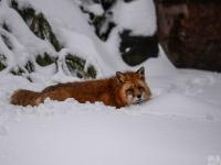 莫斯科遇80年来最大暴雪 6万环卫工上街扫雪