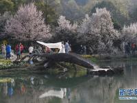 杭州西湖太子湾樱花盛开 美景如画