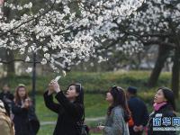 杭州西湖太子湾樱花盛开 美景如画