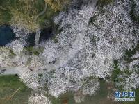杭州西湖太子湾樱花盛开 美景如画