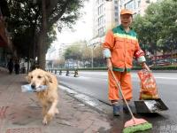 成都金毛跟随环卫工女主人“捡”瓶子